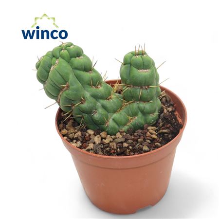 Eulychnia Castanea Spiralis Cristata