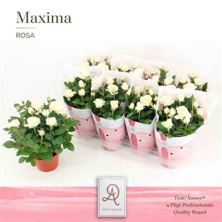 Rosa Infinity White (dolc'amore)