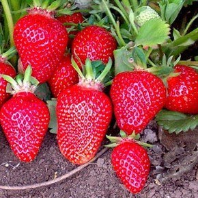 Земляника Клери