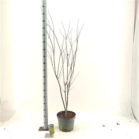 Acer Palm Summer Gold