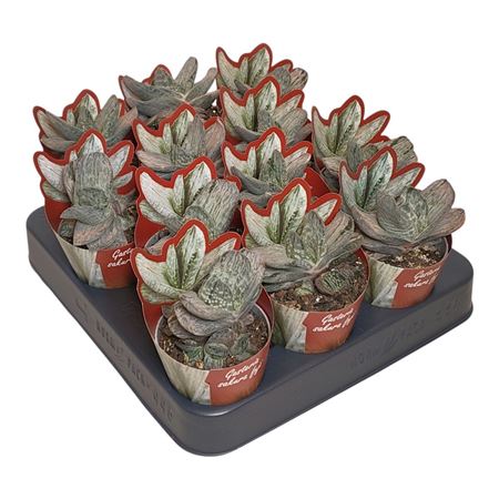 Gasteria Sakura Fuji Potcover