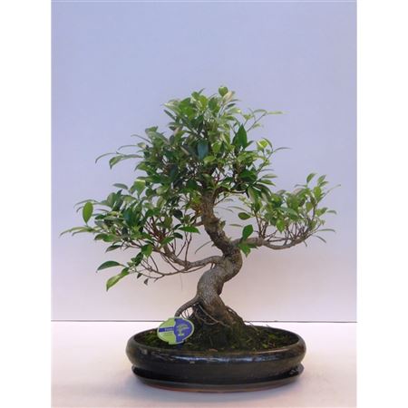 Bonsai Ficus Retusa, With Drip Tray