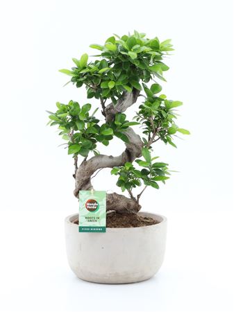 Ficus Ginseng S-type In Smooth Concrete