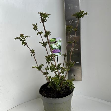 Sambucus Nigra Golden Tower