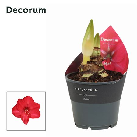 Hipp Hot Pink 2pp (decorum)