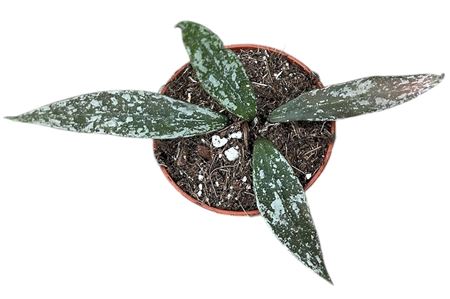 Hoya Lacunosa Laos