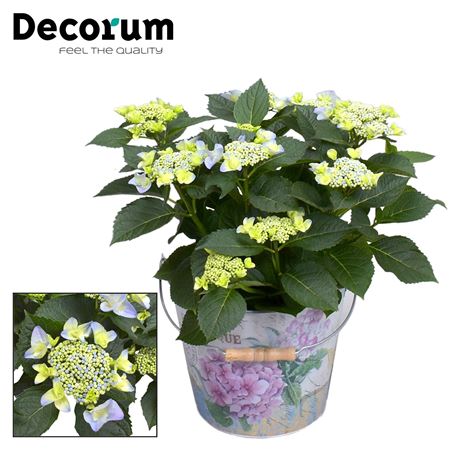 Hydrangea Teller Nizza Blue Bucket (decorum)