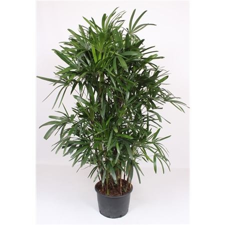 Rhapis Excelsa