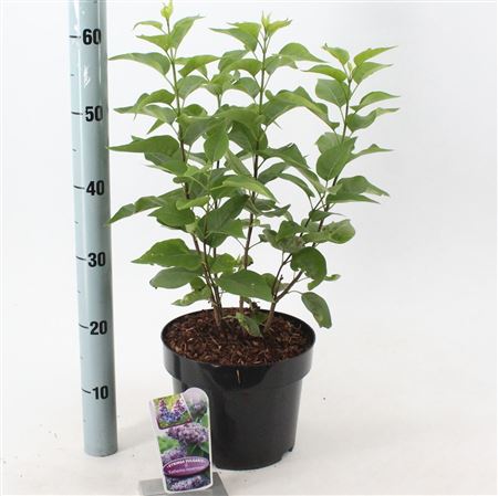 Syringa Vulg Katherine Havemeyer
