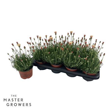 Rhodanthemum Zagora Orange