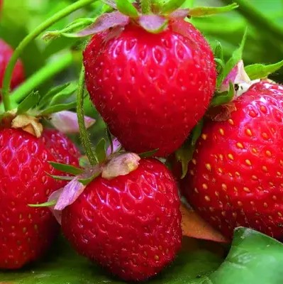 Земляника Ред Гонлет
