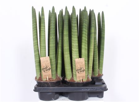 Sansevieria Straight