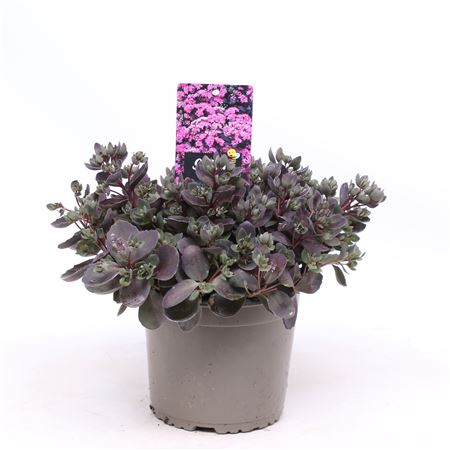Sedum Suns Dazzleberry