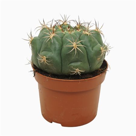 Gymnocalycium Saglione