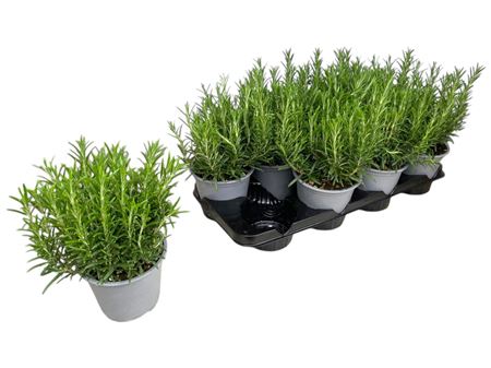 Rosmarinus Officinalis.