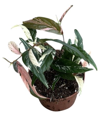 Ficus Sagittata Variegata Pink
