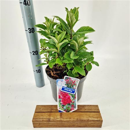 Buddleja Dav Little Ruby (butterfly Candy)