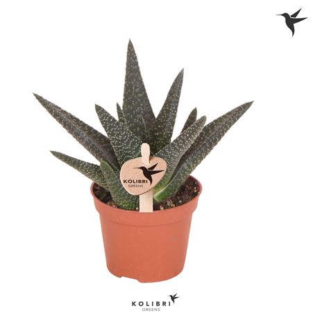 Kolibri Greens Succulenten Haworthia Royal Highnes