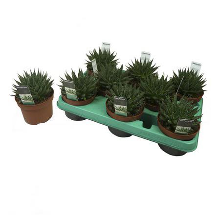 Алоэ остистое | Оптовая цветочная компания «Флора Групп» Алоэ остистое