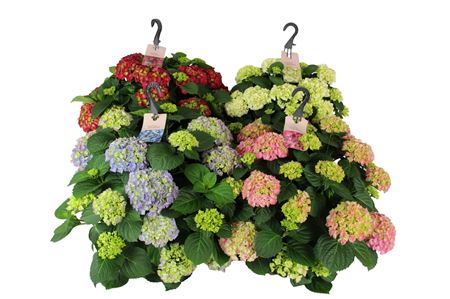 Hydrangea Ma Mix Hanging Pot 20+