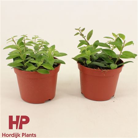 Aeschynanthus Caro Imp