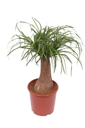 Beaucarnea Recurvata