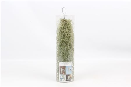 Tillandsia In Koker