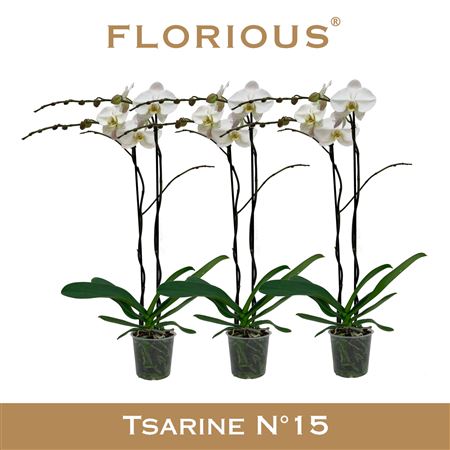 Phal 2st White Grandiflora 18+ (florious)