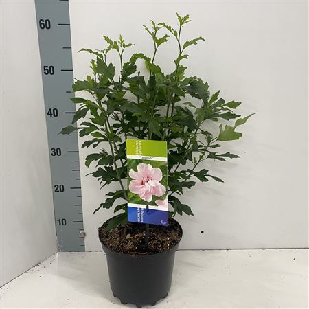 Hibiscus Syr Leopoldii