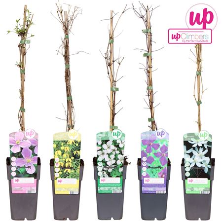 Clematis Mix Small Flowers