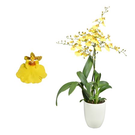 Oncidium 1st Münsterland Stern In Green Ceramic