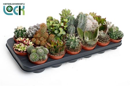 Cactus Succulenten Mix