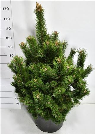 Pinus Mugo Gnom