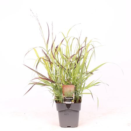 Panicum Virgatum Shenandoah