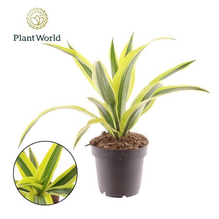 Dracaena Fragrans Lemon Lime