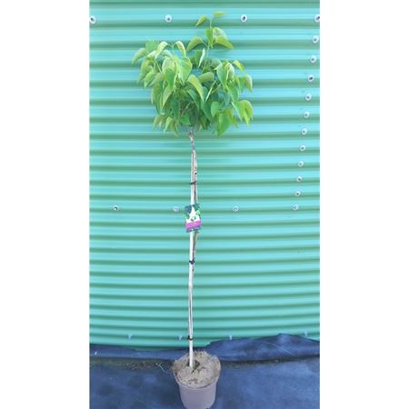 Syringa Vulg Mme Lemoine On Stem