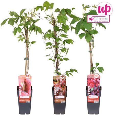 Parthenocissus Mix