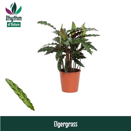 Calathea Elgergrass Rhythm Of Nature