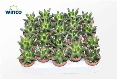 Escobaria Missouriensis