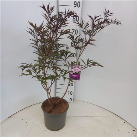 Sambucus Nigra Black Lace