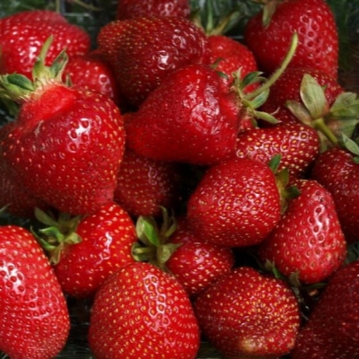 Земляника Фалко