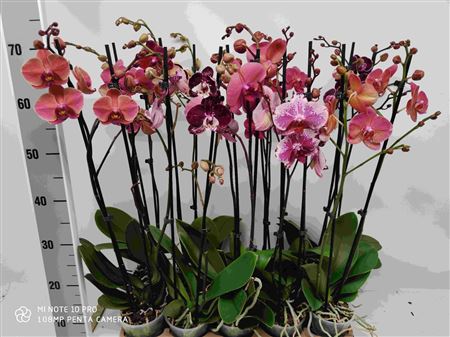 Phal 2st Burgundy (phalaenova)