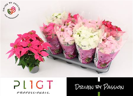 Princettia Mix Princettia Line