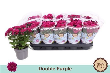 Chrys Double Purple