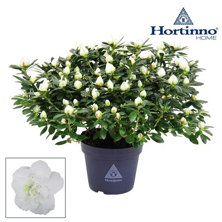 Azalea Hortinno Classic Belli 5+