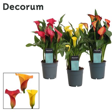 Zantedeschia Mix Sunny (decorum)