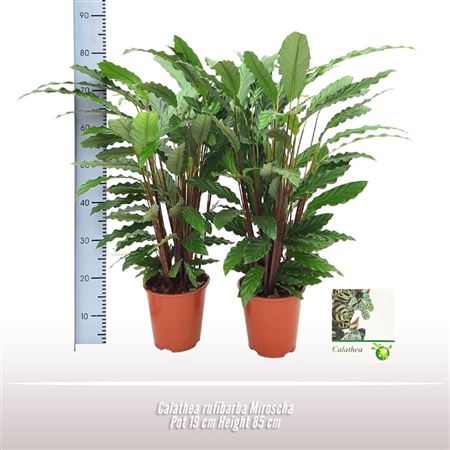 Calathea Rufibarba Miroscha