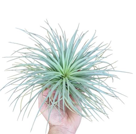 Tillandsia Silver Large