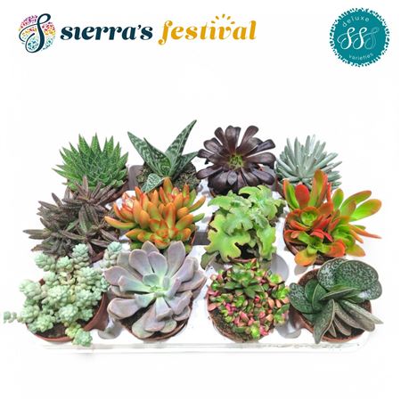 Deluxe Succulents