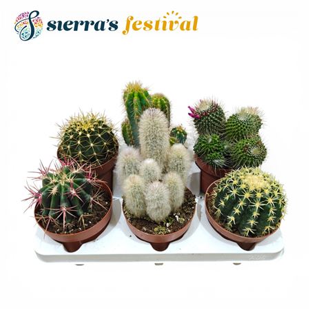 Festival® - Cactus Mix